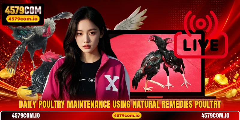 Daily poultry maintenance using natural remedies poultry