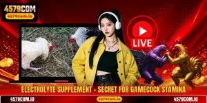 Electrolyte Supplement - Secret For Gamecock Stamina