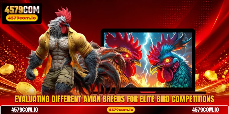 Evaluating different avian breeds for elite bird competitions
