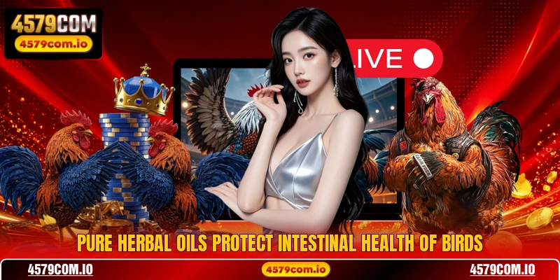 Pure herbal oils protect intestinal health of birds